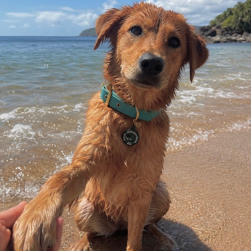 A dachshund wearing a personalized Vuelve ID tag