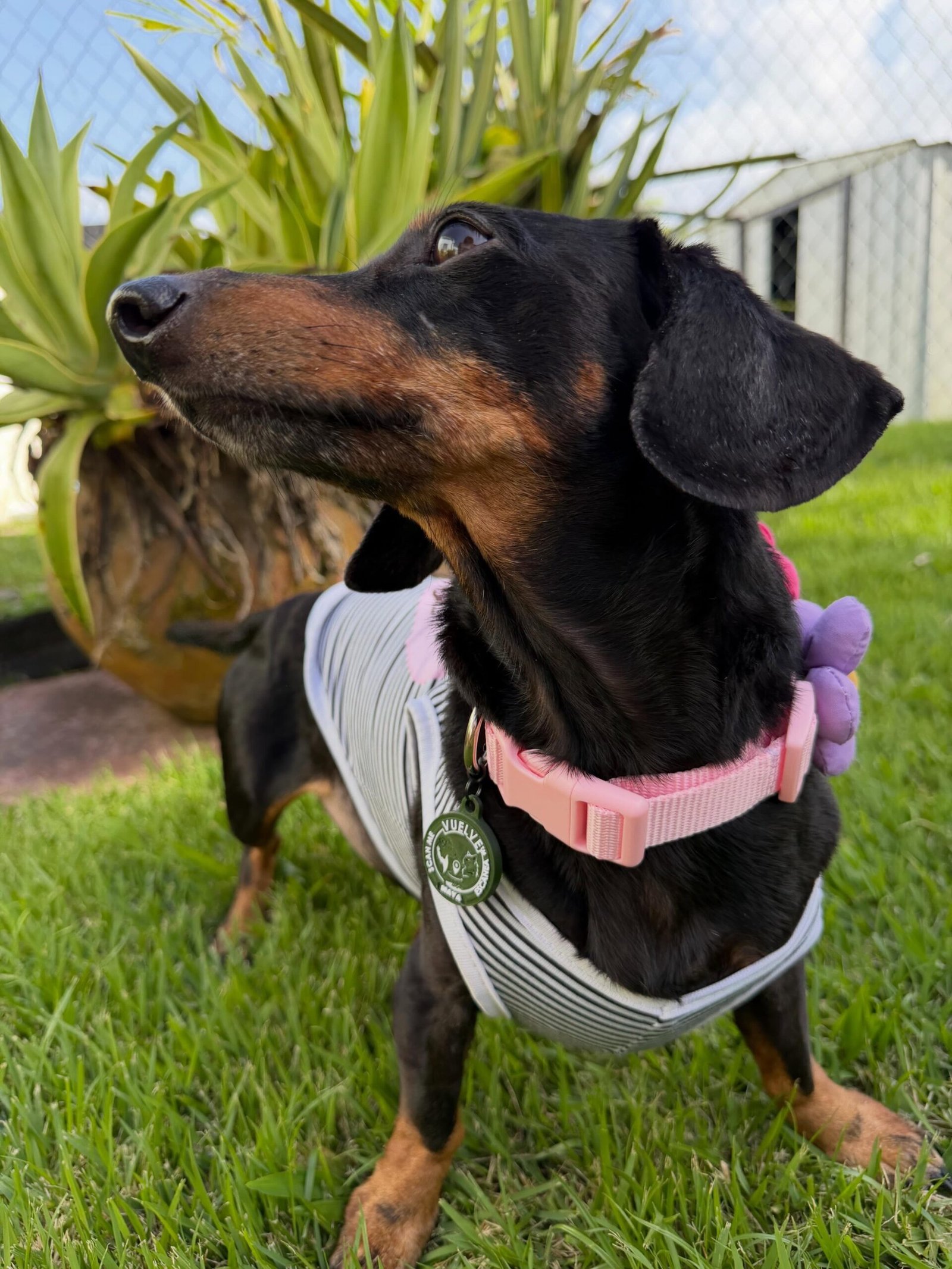 A dog at the beach wearing a Vuelve ID smart tag