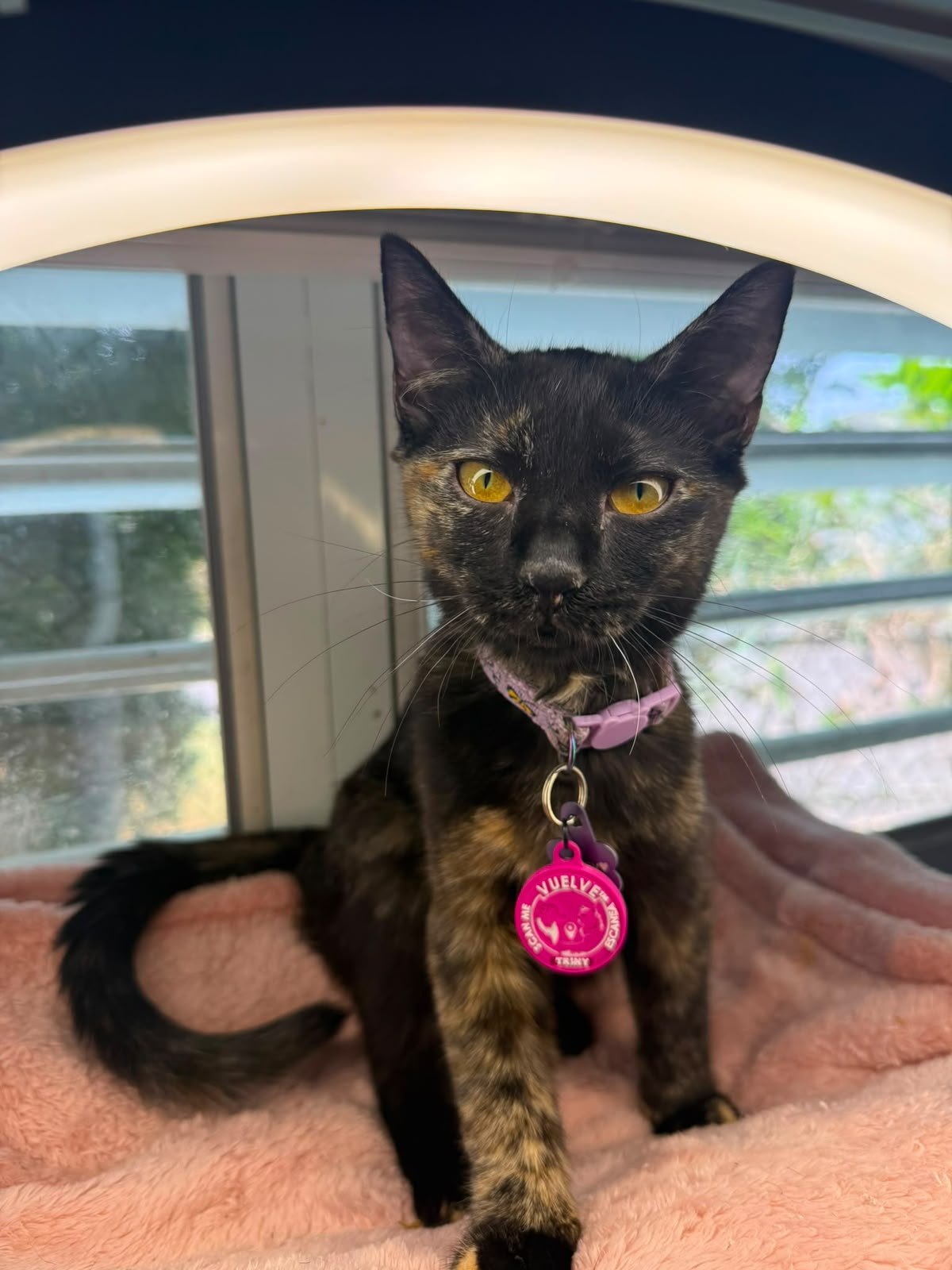 A customer’s pet wearing its Vuelve ID tag