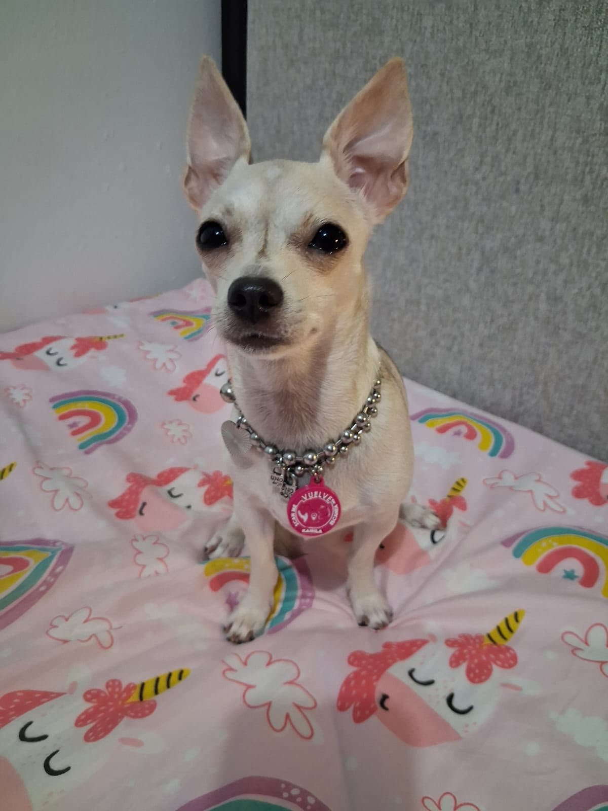 A customer’s pet wearing its Vuelve ID tag