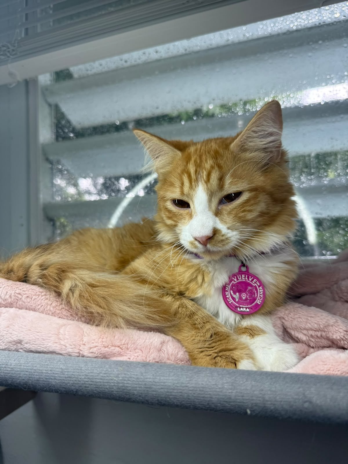 A customer’s pet wearing its Vuelve ID tag