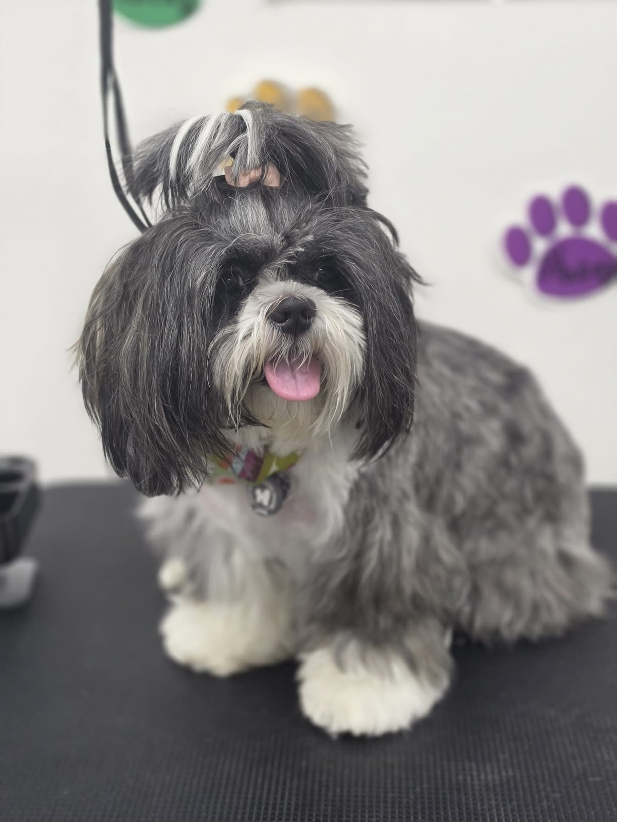 A customer’s pet wearing its Vuelve ID tag
