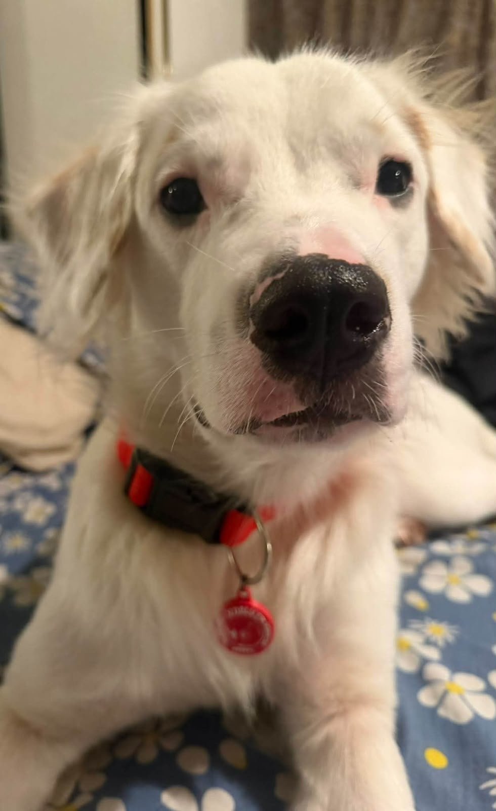 A customer’s pet wearing its Vuelve ID tag