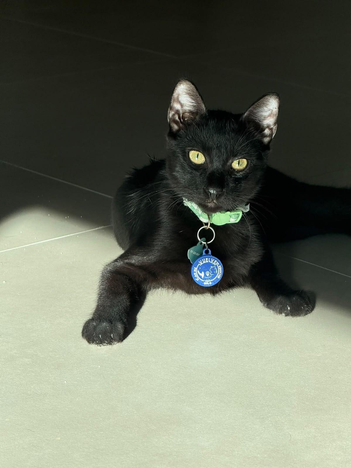 A customer’s pet wearing its Vuelve ID tag