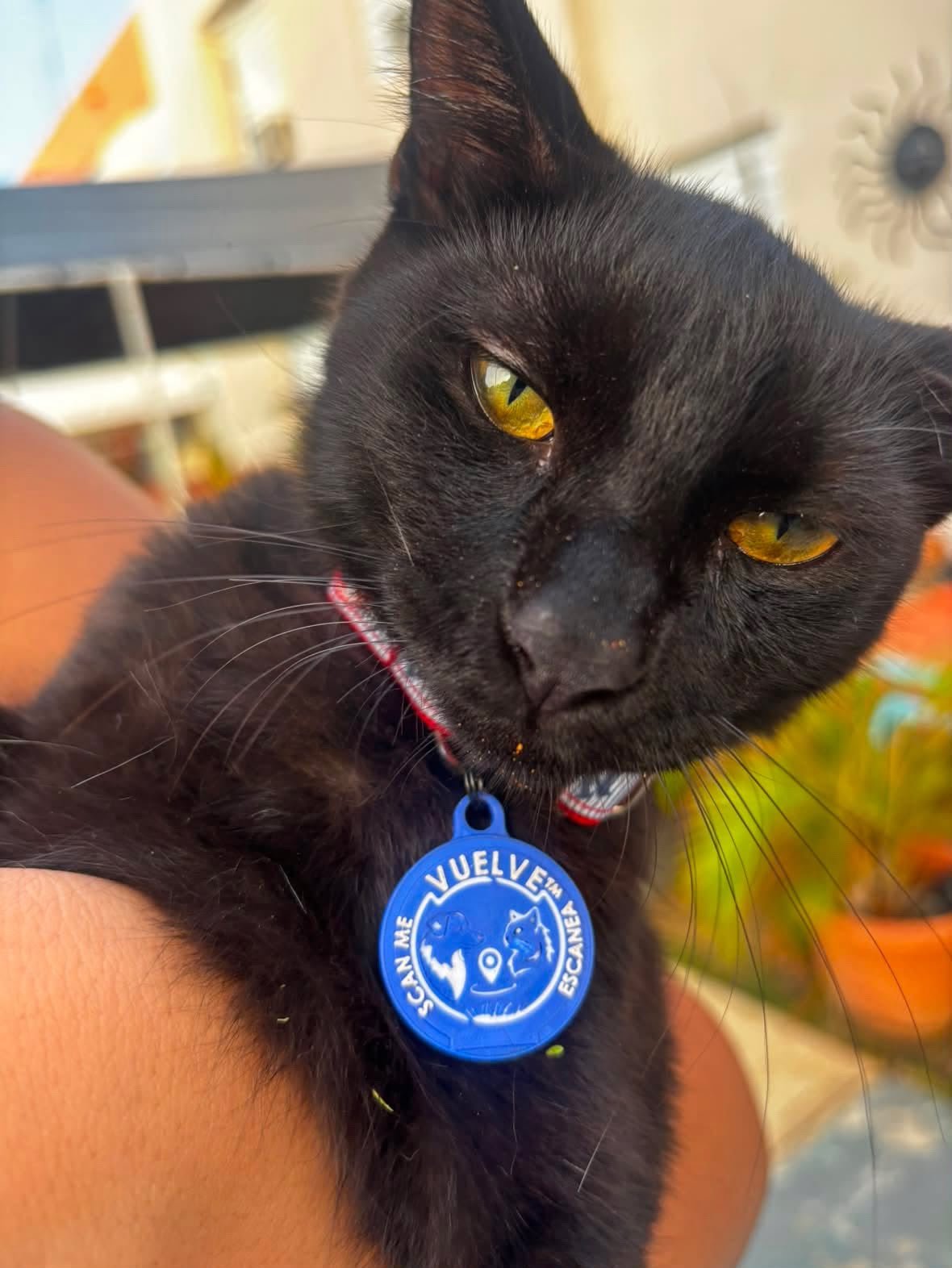 A customer’s pet wearing its Vuelve ID tag