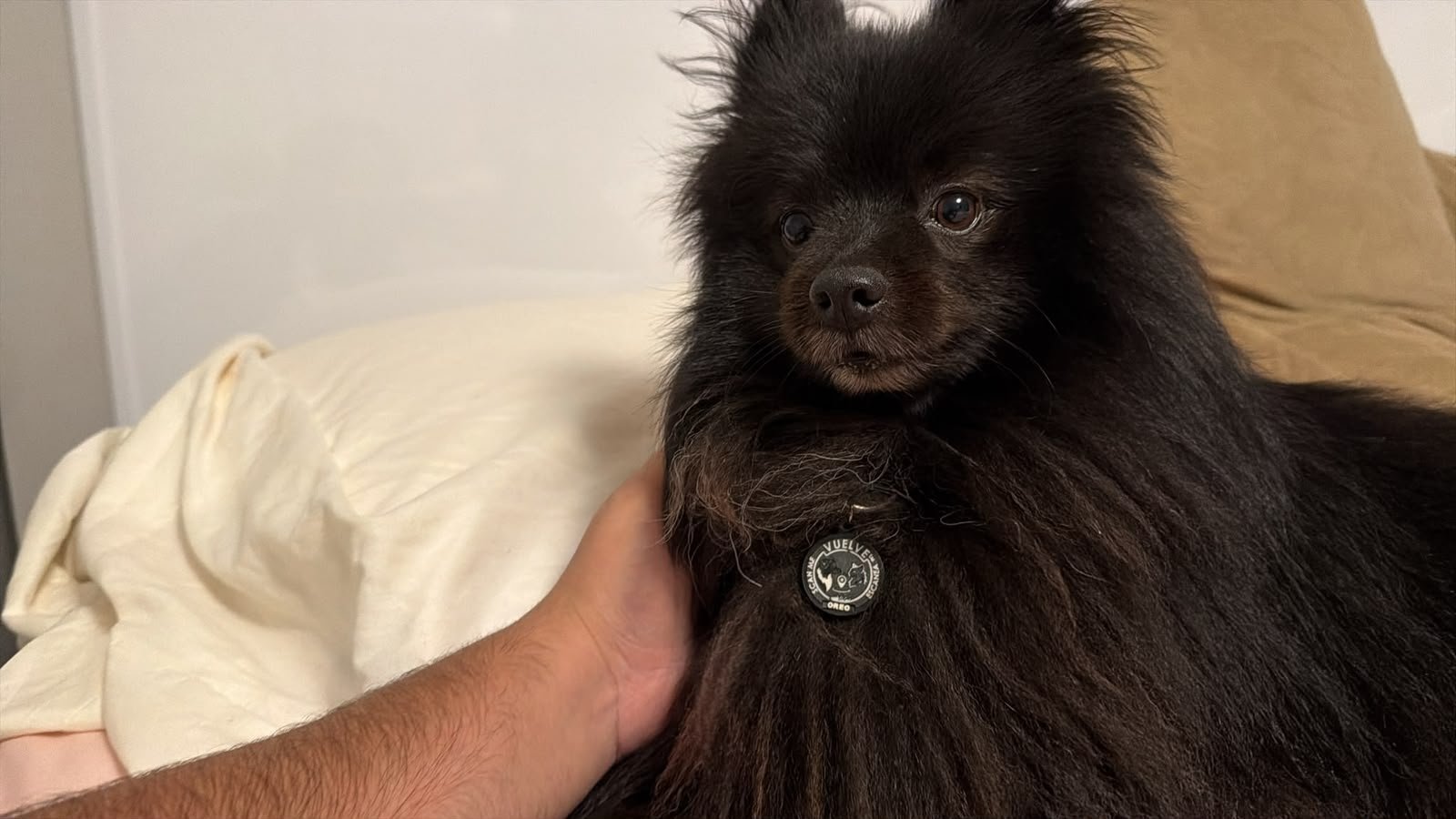 A customer’s pet wearing its Vuelve ID tag