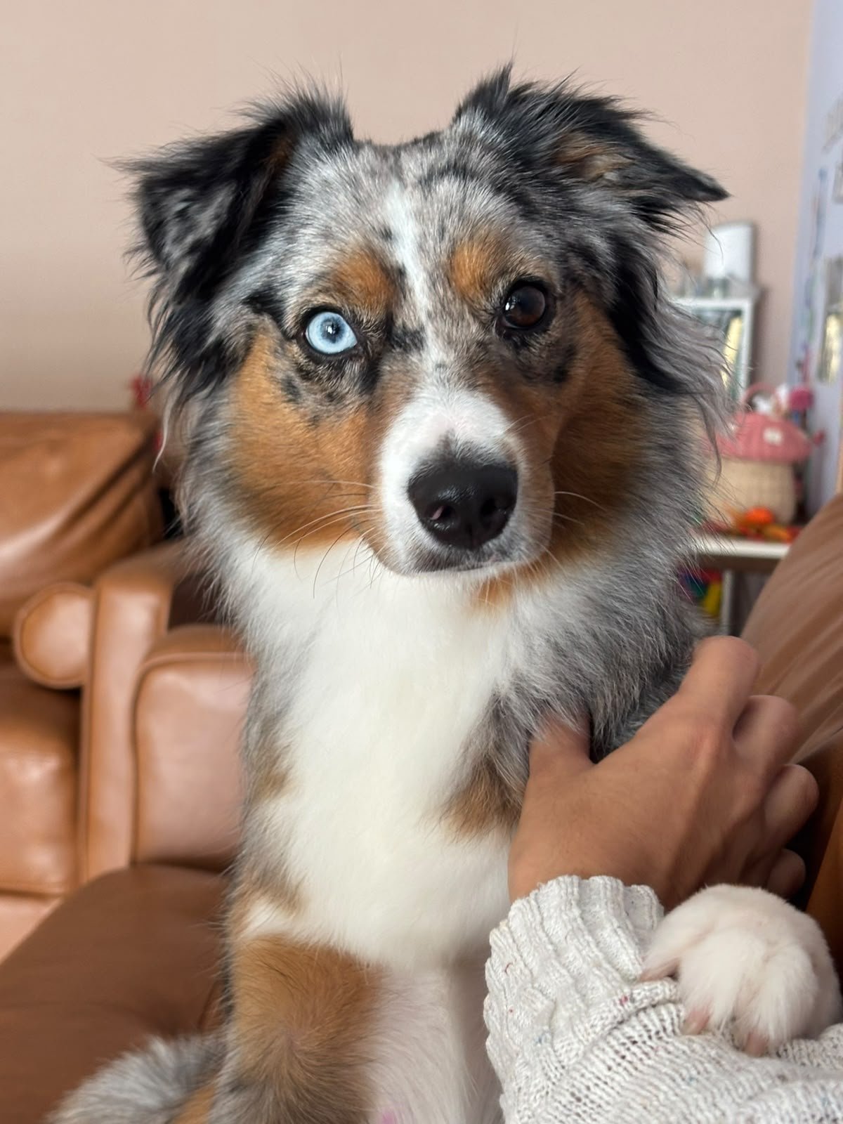 A customer’s pet wearing its Vuelve ID tag