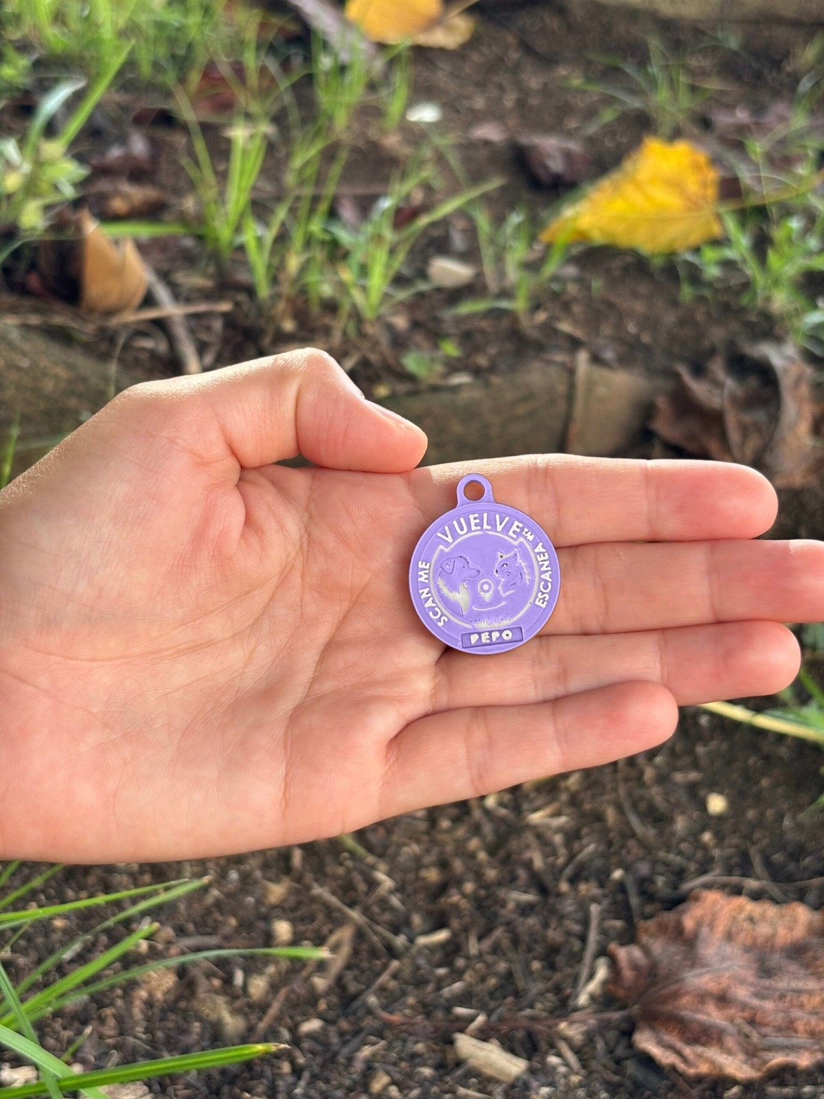 LAVANDA